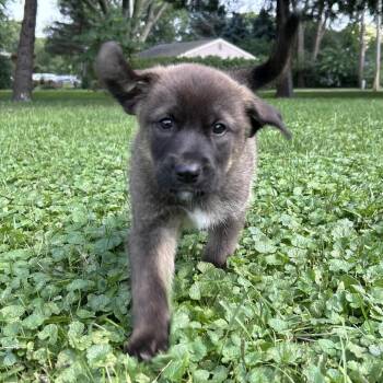 Sausage -  Mixed Breed Dog for Adoption in Buffalo, Minnesota - Sausage | PetCurious