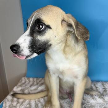 Rico -  Anatolian Shepherd and Mixed Breed Dog for Adoption in San Antonio, Texas - Rico | PetCurious