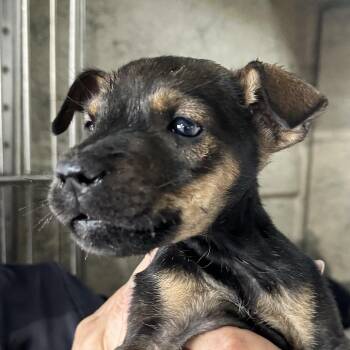 Shepherd and Mixed Breed Dogs Available for Adoption - Fritz | PetCurious