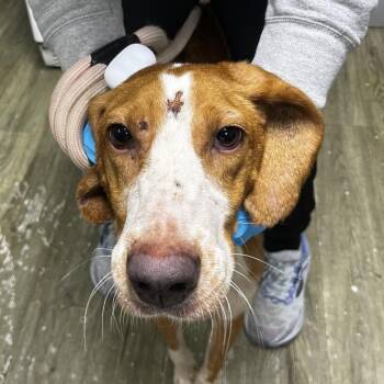 Natasha -  Mixed Breed Dog for Adoption in Summerville, South Carolina - Natasha | PetCurious