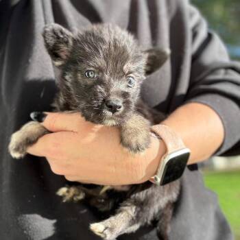 Terrier Dogs Available for Adoption - Grant | PetCurious