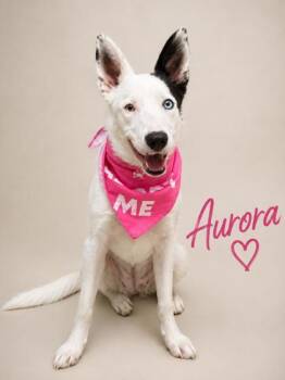 Aurora -  Mixed Breed Dog for Adoption in Hamilton, Ohio - Aurora | PetCurious