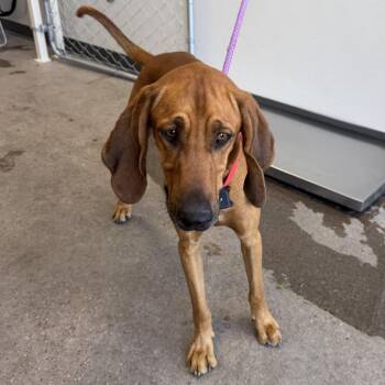 Frisco -  Mixed Breed Dog for Adoption in Las Cruces, New Mexico - Frisco | PetCurious