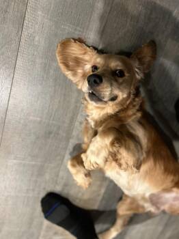 Cocker Spaniel Dogs Available for Adoption in Austin, Texas - Pastel | PetCurious