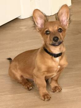 Luca - foster to adopt -- please read criteria / Description -  Chiweenie Dog for Adoption in Tustin, California - Luca - Foster To Adopt -- Please Read Criteria / Description | PetCurious