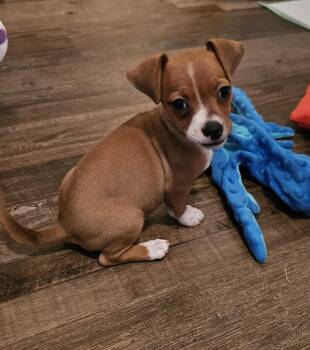 Rescue Chihuahua and Terrier Dogs for Adoption in Heiskell, Tennessee - Gameboy | PetCurious