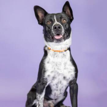 Buster -  Mixed Breed and Cattle Dog Dog for Adoption in Portland, Oregon - Buster | PetCurious