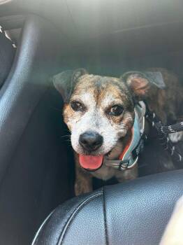 Malcolm -  Beagle and Boxer Dog for Adoption in Hillsborough, North Carolina - Malcolm | PetCurious