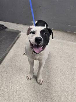 RALPH -  Staffordshire Bull Terrier and Mixed Breed Dog for Adoption in Tallahassee, Florida - RALPH | PetCurious