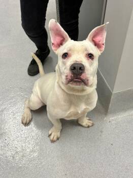 Thatch -  Pit Bull Terrier and Mixed Breed Dog for Adoption in Chillicothe, Ohio - Thatch | PetCurious