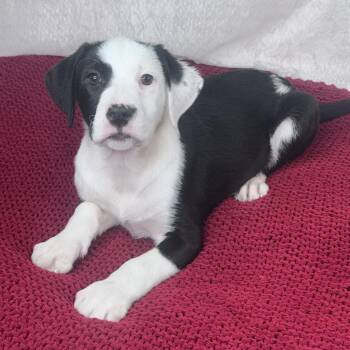 Labradoodle and Mixed Breed Dogs Available for Adoption - Murphy  | PetCurious