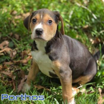 Mixed Breed Dogs Available for Adoption in Fredericksburg, Virginia - Porthos | PetCurious