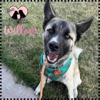 Willow -  Shepherd Dog for Adoption in Gilbert, Arizona - Willow | PetCurious