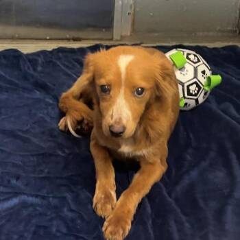 Dolly -  Mixed Breed Dog for Adoption in Gadsden, Alabama - Dolly | PetCurious
