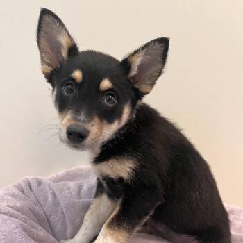 Duchess Drool -  German Shepherd Dog and Border Collie Dog for Adoption in Murray, Utah - Duchess Drool | PetCurious