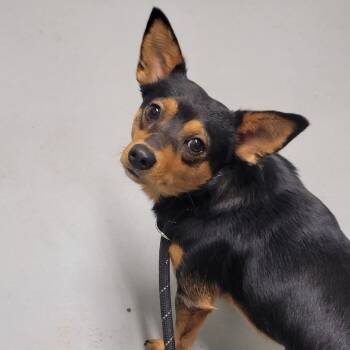 Rescue Mixed Breed Dogs for Adoption in Troy, Illinois - Finn | PetCurious