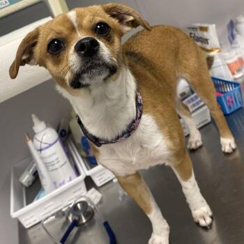 Molly -  Chihuahua and Mixed Breed Dog for Adoption in Tampa, Florida - Molly | PetCurious