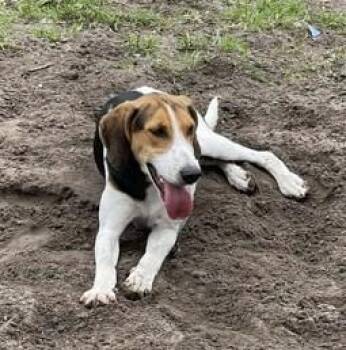 Hound Dogs Available for Adoption in North Myrtle Beach, South Carolina - Arnold | PetCurious