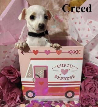 Chihuahua Dogs Available for Adoption - Creed | PetCurious