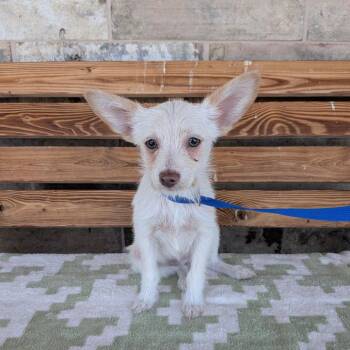 PECAN -  Terrier Dog for Adoption in Chico, California - PECAN | PetCurious