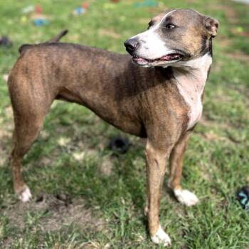 Nalani -  Catahoula Leopard Dog and Mixed Breed Dog for Adoption in Keaau, Hawaii - Nalani | PetCurious