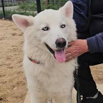 Husky and Samoyed Dogs Available for Adoption in Pine Mountain Club, California - Rocky The Show Stopper! | PetCurious