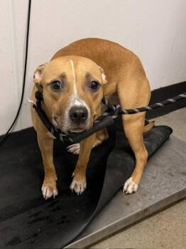Cricket -  Pit Bull Terrier Dog for Adoption in Cleveland, Ohio - Cricket | PetCurious