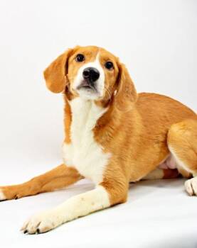 Golden Retriever and Beagle Dogs Available for Adoption in Morton Grove, Illinois - Annie | PetCurious