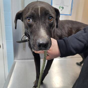 Mixed Breed Dogs Available for Adoption - Lady | PetCurious