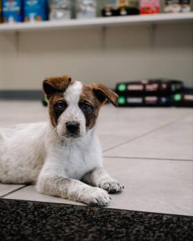 Husky and Cattle Dog Dogs Available for Adoption - Daffodil | PetCurious