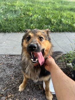 Rescue Australian Shepherd and German Shepherd Dog Dogs for Adoption in Woodland, California - Mayo | PetCurious