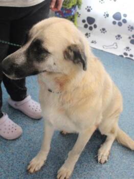 WINNIE -  Great Pyrenees and Mixed Breed Dog for Adoption in Kenansville, North Carolina - WINNIE | PetCurious