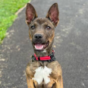 Rescue Belgian Shepherd Malinois and Shepherd Dogs for Adoption in Marion, Virginia - Midnight | PetCurious