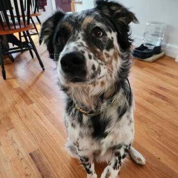 Odie -  Australian Shepherd Dog for Adoption in Houston, Texas - Odie | PetCurious