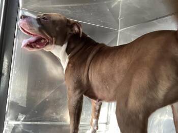 CHILLITA -  Mixed Breed Dog for Adoption in Dallas, Texas - CHILLITA | PetCurious