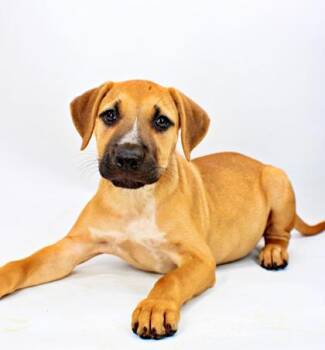 Shuffle -  Mastiff and Mixed Breed Dog for Adoption in Morton Grove, Illinois - Shuffle | PetCurious