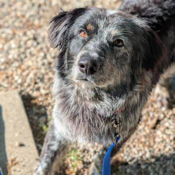 Mixed Breed Dogs Available for Adoption in West Olive, Michigan - Rusty | PetCurious