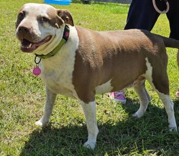 American Bully Dogs Available for Adoption in Houston, Texas - LUCY | PetCurious
