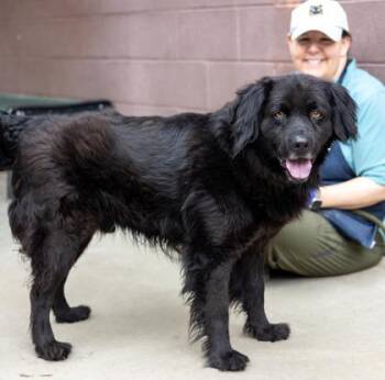Mixed Breed Dogs Available for Adoption in Chamblee, Georgia - Abraham | PetCurious