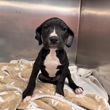 Owlette -  Pit Bull Terrier and Hound Dog for Adoption in Parkersburg, West Virginia - Owlette | PetCurious