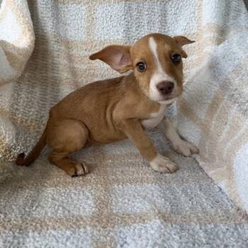 Little Women -  Terrier and Mixed Breed Dog for Adoption in Carencro, Louisiana - Little Women | PetCurious
