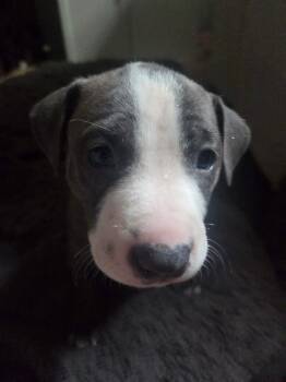 Rescue Shepherd and American Staffordshire Terrier Dogs for Adoption in Holly Springs, North Carolina - Loki - Lucky Litter | PetCurious