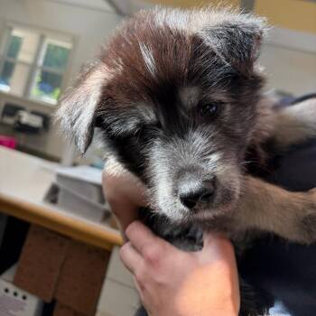 71196 -  Mixed Breed Dog Available for Adoption in Harrisonburg, Virginia - 71196 | PetCurious