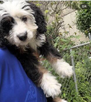 Tinker -  Bernadoodle Dog for Adoption in Semmes, Alabama - Tinker | PetCurious