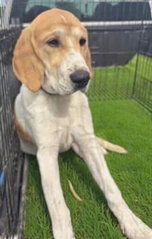 Charlotte: Not at shelter (Kathy D) -  Great Pyrenees and Foxhound Dog for Adoption in Rustburg, Virginia - Charlotte: Not At Shelter (Kathy D) | PetCurious