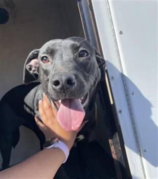 Labrador Retriever and Mixed Breed Dogs Available for Adoption - MARIONETTE | PetCurious