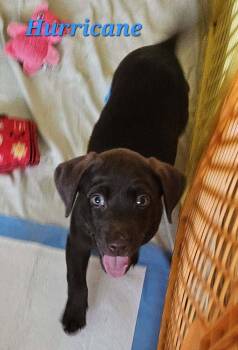 Hurricane -  Labrador Retriever and Shepherd Dog for Adoption in West Peoria, Illinois - Hurricane | PetCurious