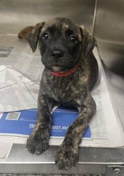 Pit Bull Terrier and Mixed Breed Dogs Available for Adoption in Westland, Michigan - Grainne | PetCurious