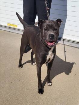 Rescue Pit Bull Terrier and Mixed Breed Dogs for Adoption in Louisville, Kentucky - INDA COUCH | PetCurious