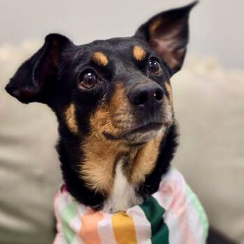 Cecelia -  Terrier Dog for Adoption in Effingham, Illinois - Cecelia | PetCurious